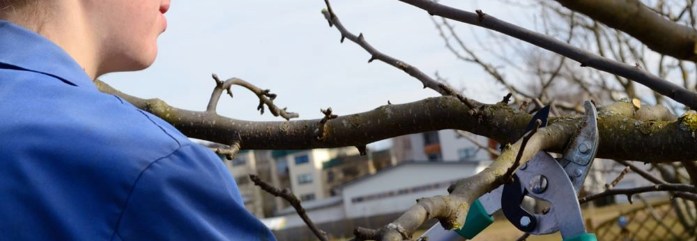 Ein Mensch schneidet mit einer Astschere einen Ast ab.